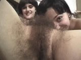 Two hairy beavers